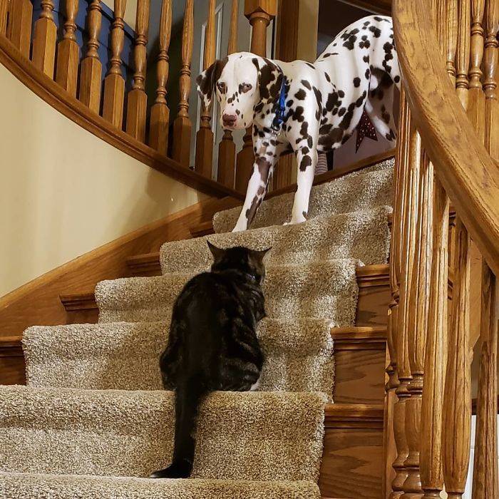 cat stairs