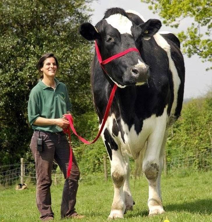 cow taller than human