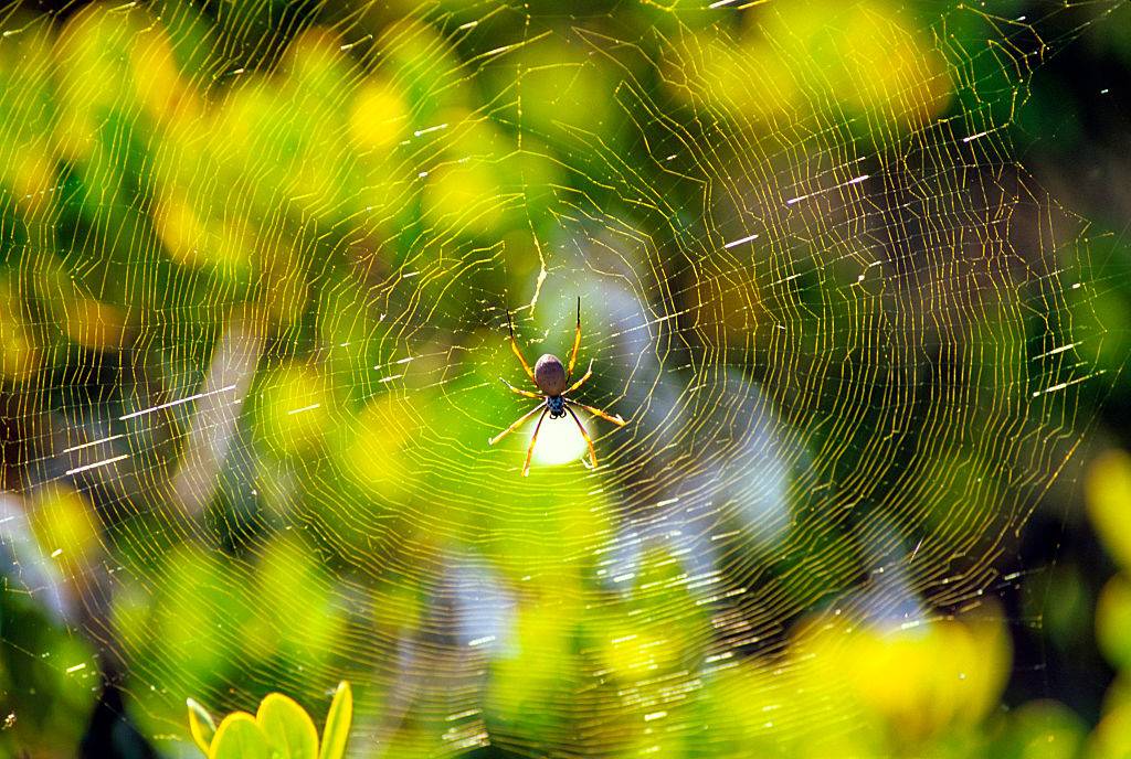 Golden orb-weaver spider, Nephila sp., sunlit web