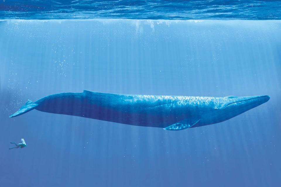 the size of a human next to the size of a whale