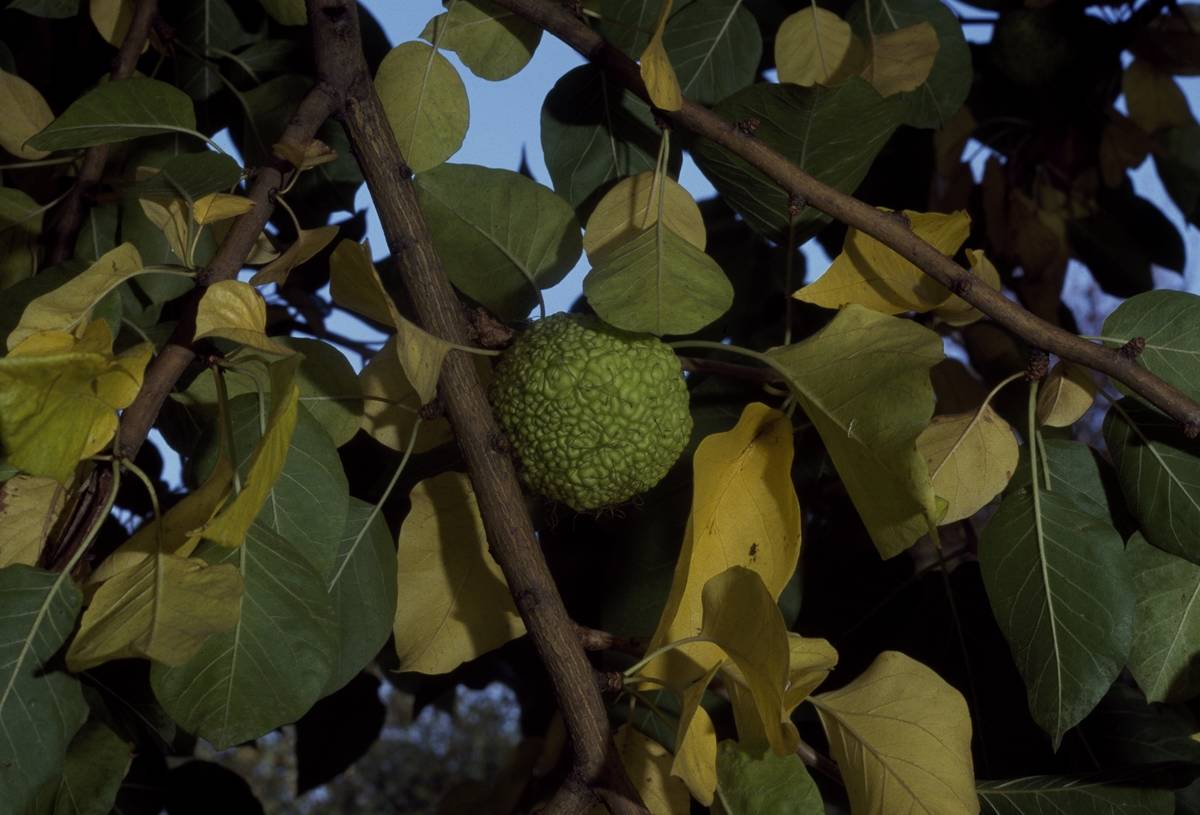 Osage-orange...