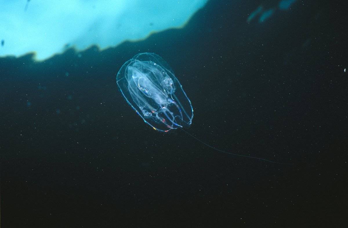 Ctenophore, unidentified, family, Eucharidae, drifting with the current, Waterfall Bay, Tasmania, Australia