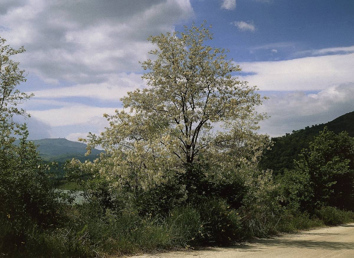 Black Locust or False Acacia...