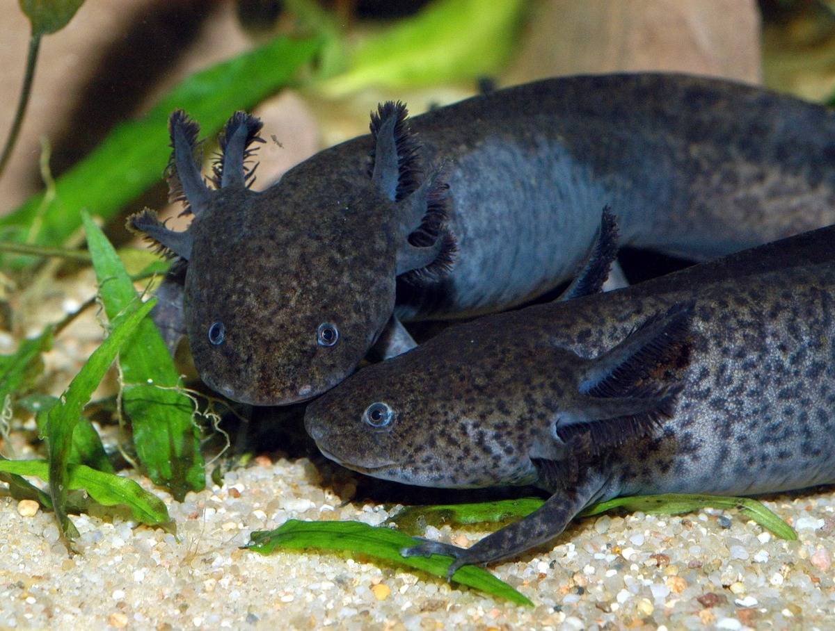 axolotl (Ambystoma mexicanum)