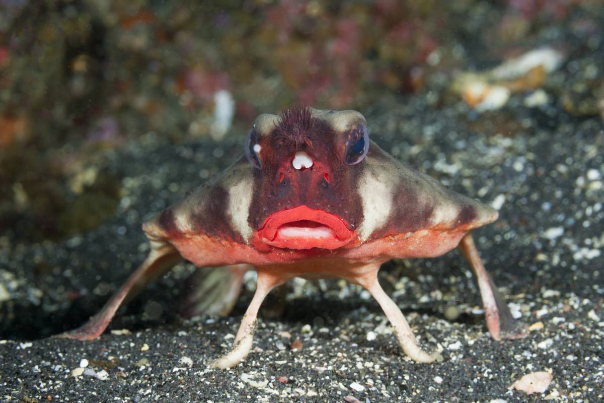 Red-lipped Batfish, Ogcocephalus darwini, Cabo Douglas, Fernandina Island, Galapagos, Ecuador