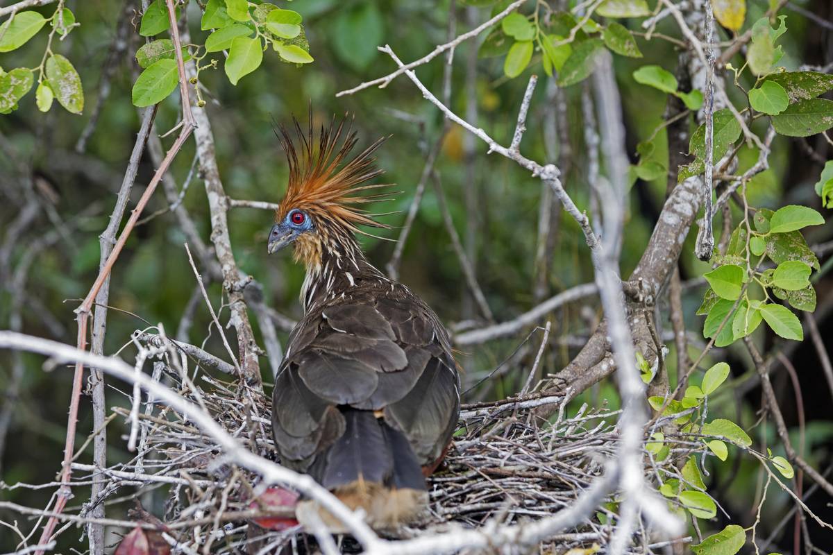 Canje pheasant on nest in tree.