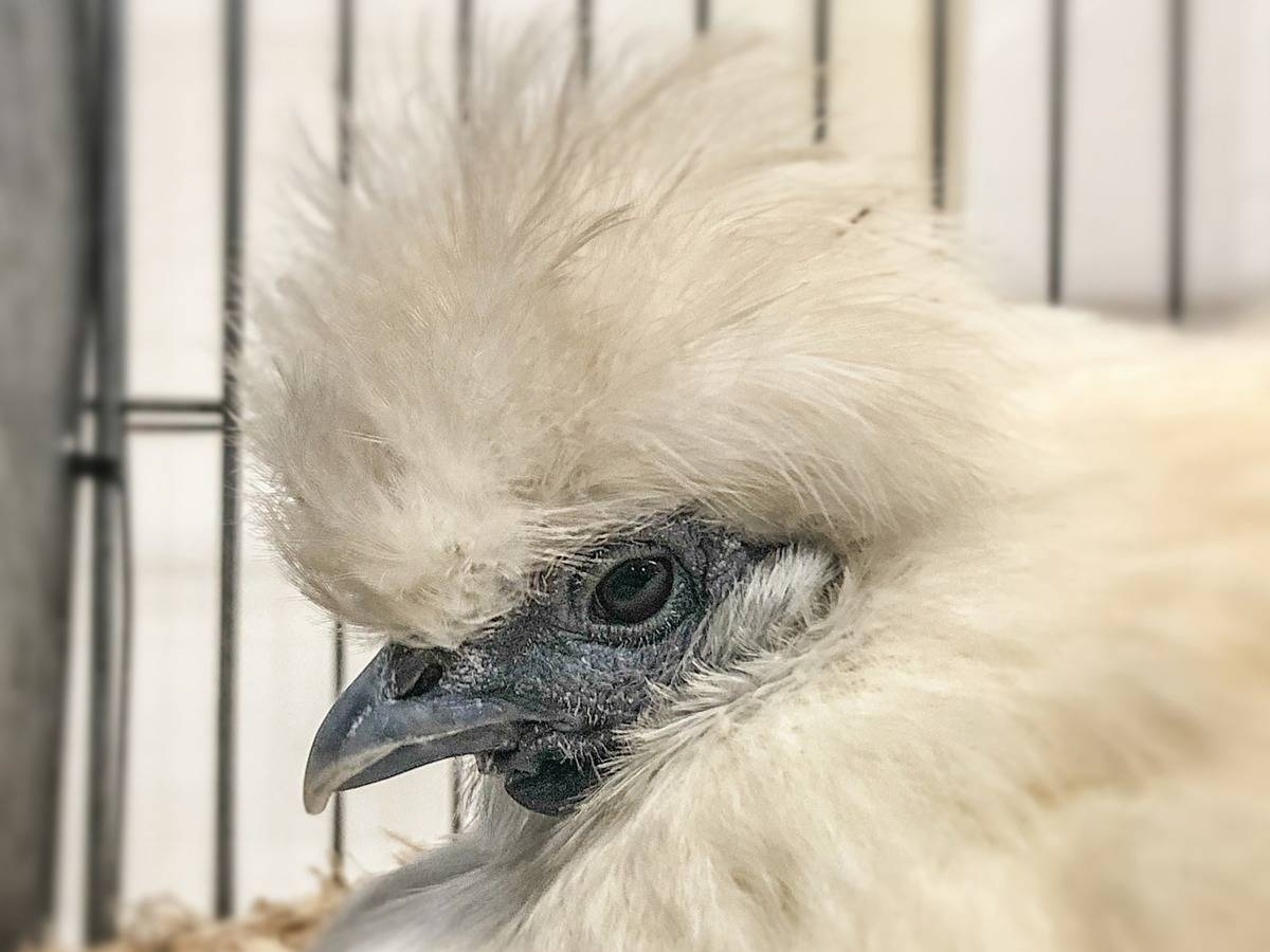 Annual Bath And West Show Opens To The Public