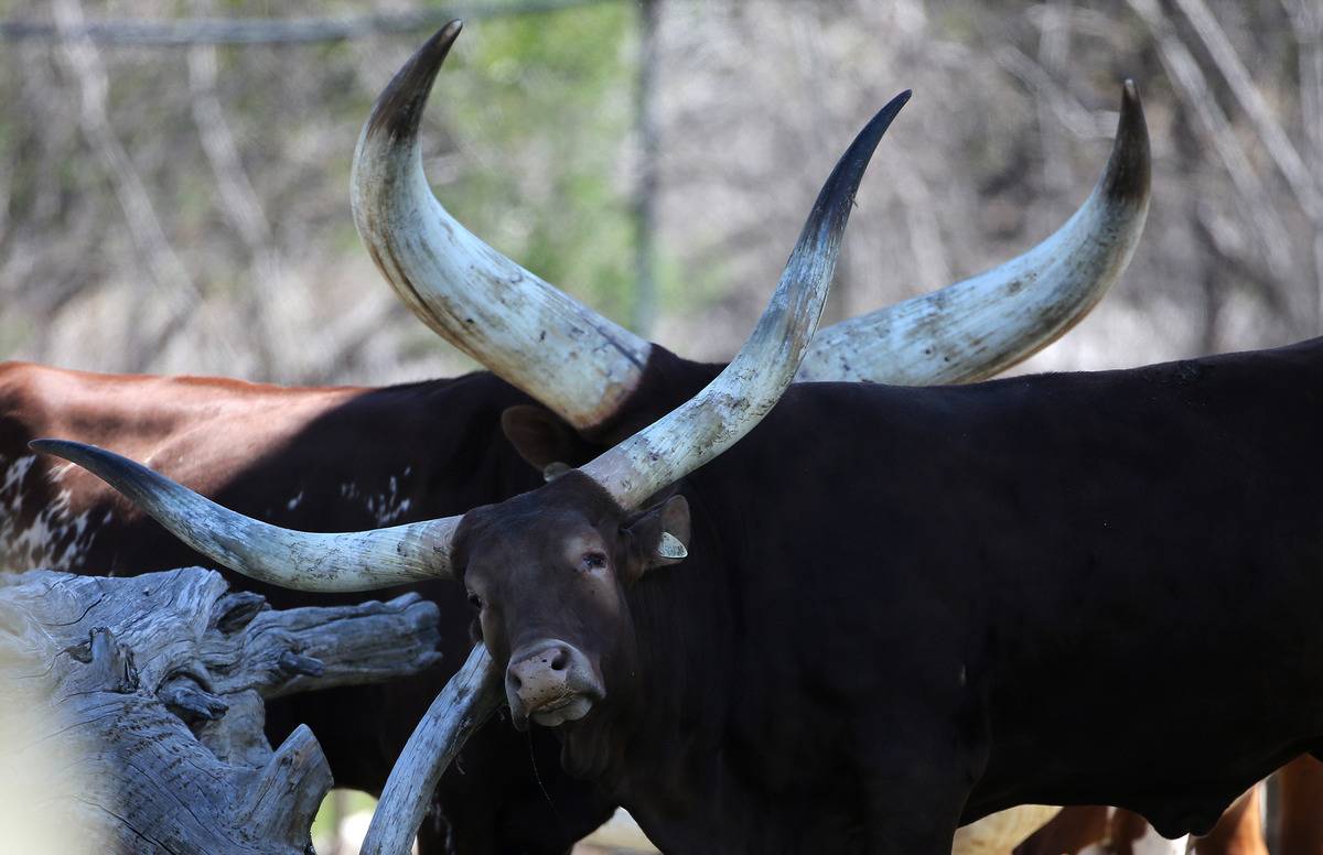 Ankole-Watusi Bulls Have Massive Wide-Spread Horns