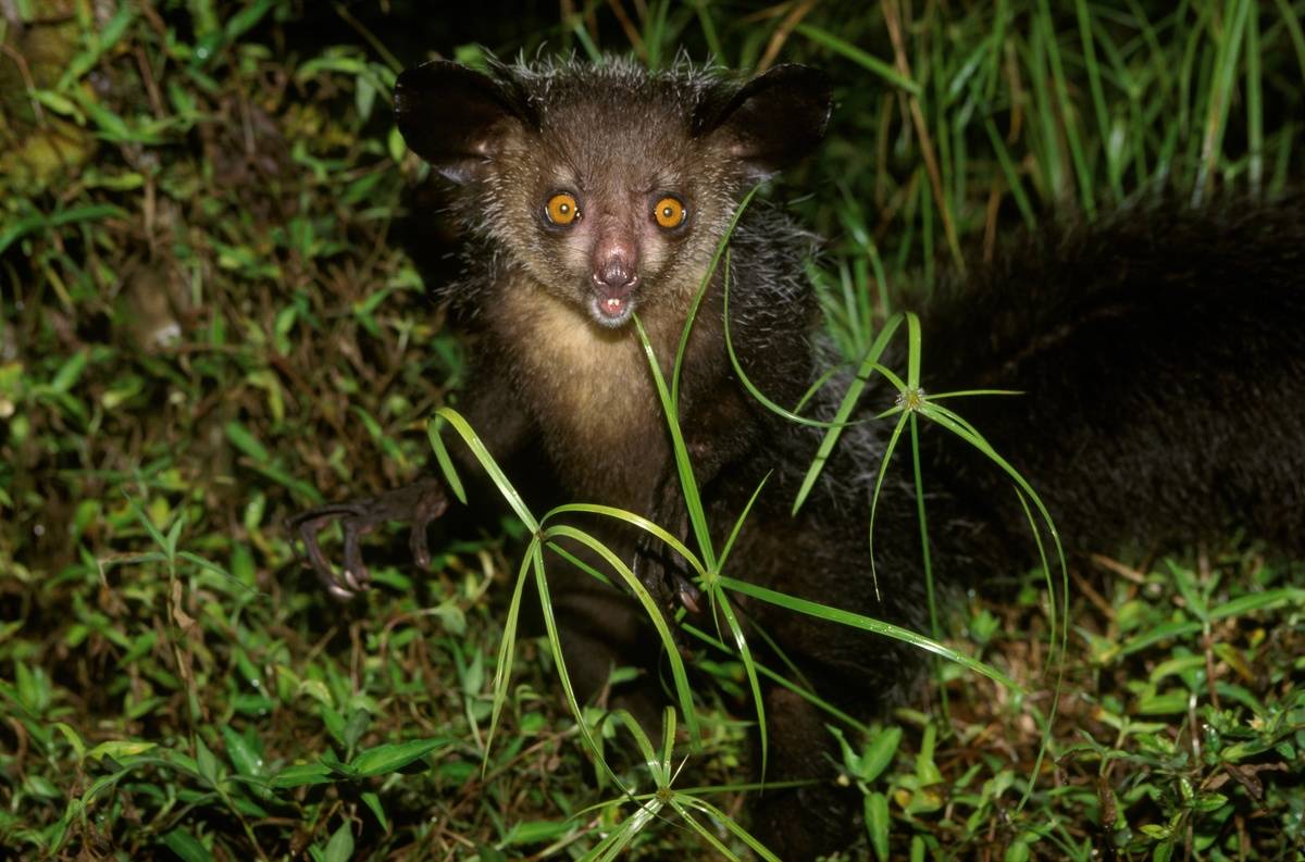 Aye-Aye Looks Like Something Out Of Goosebumps