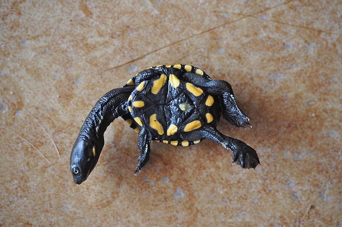 Eastern long-necked turtle