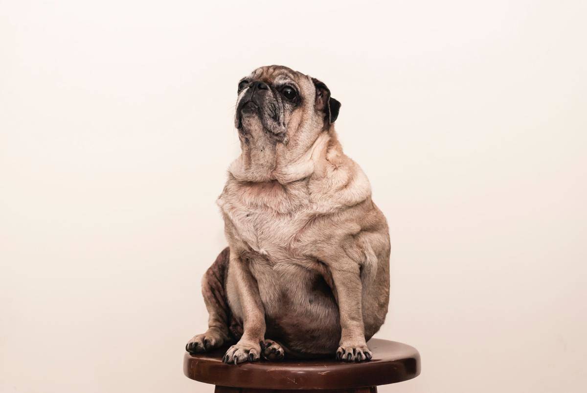 Fat dog on stool