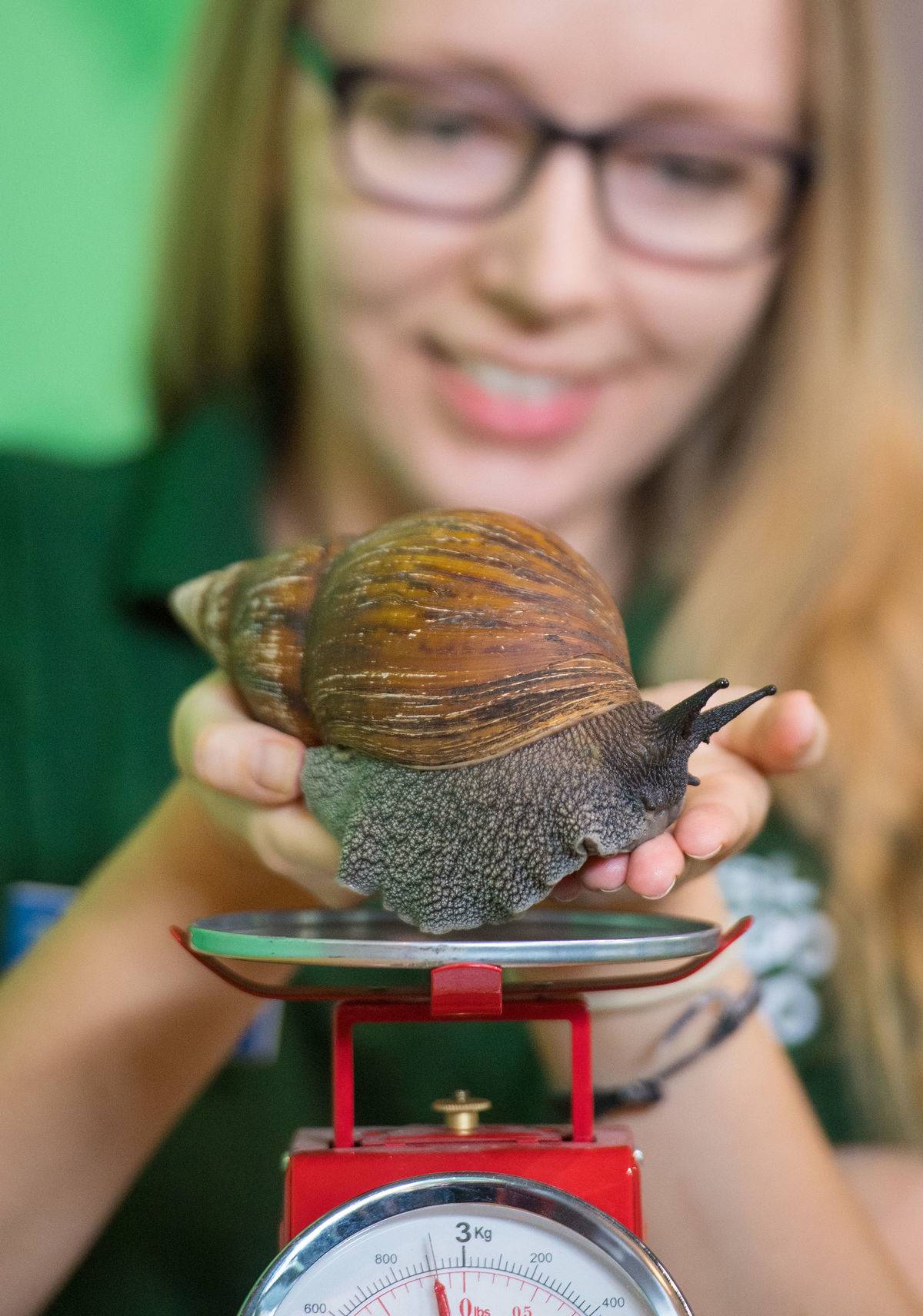 Giant African land snail