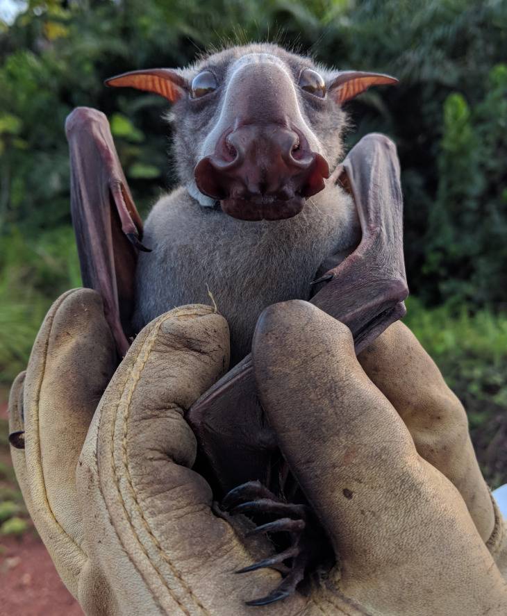 Hammer-Headed Bats Are Strange Yet Cute