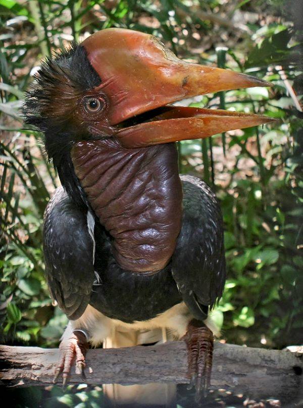 Helmeted Hornbill Looks Fake