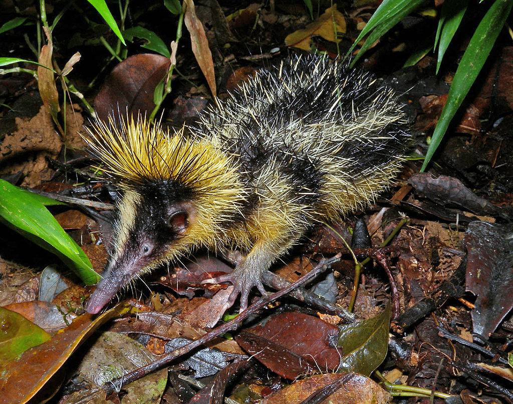 Lowland-Streaked Tenrecs Just Want To Be Porcupines