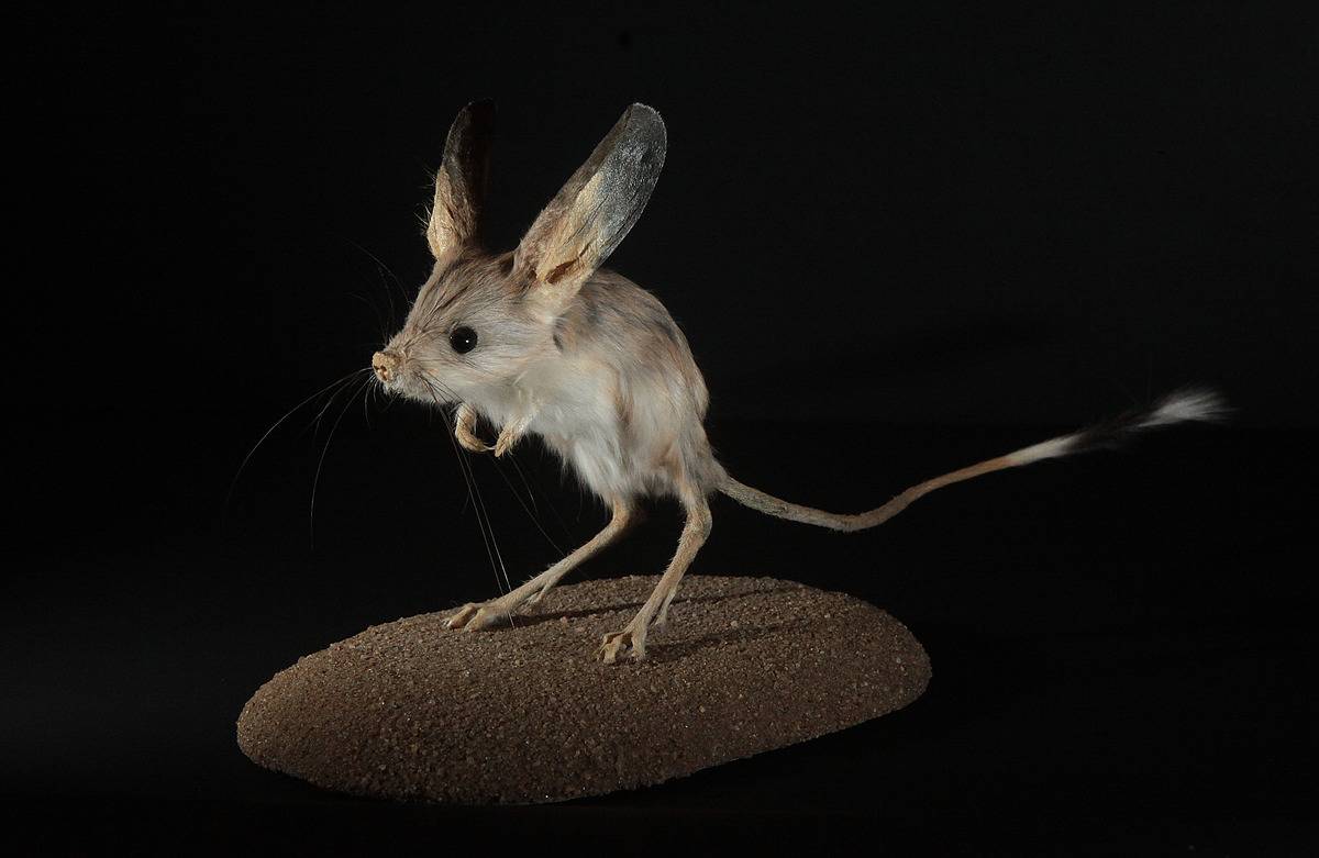 Mouse? Rabbit? Nope, It's A Jerboa