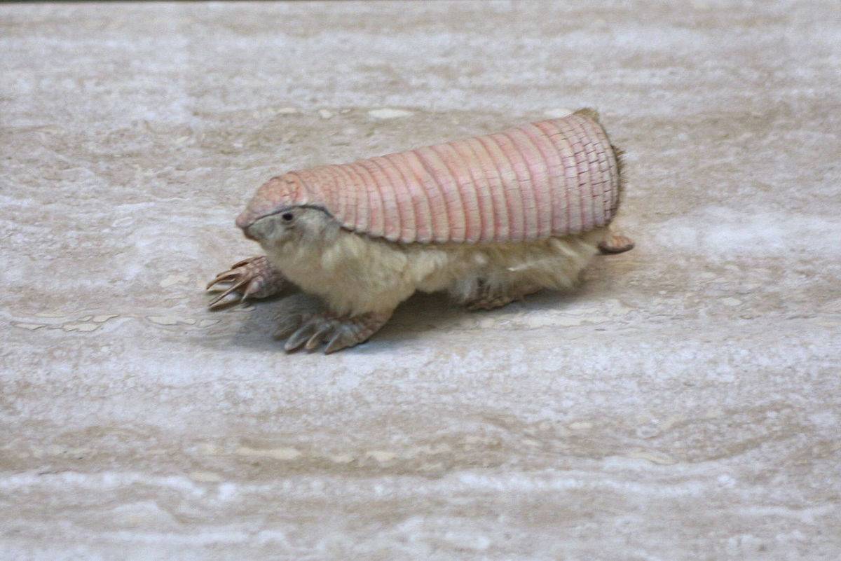 Pink Fairy Armadillos Look Like They're Wearing Back Armor