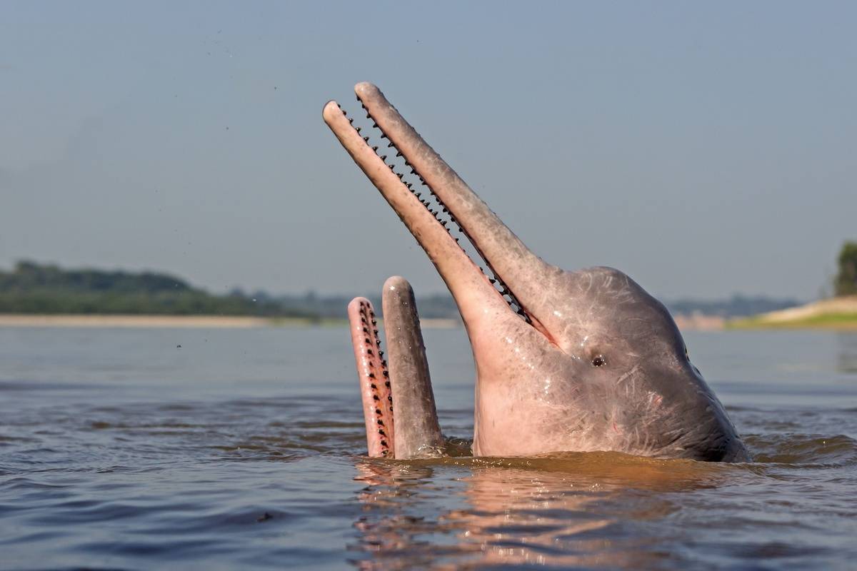 Pink River Dolphin's Are Nothing Like Flipper