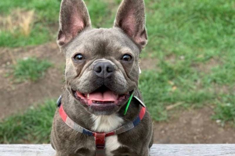 smudge the dog smiles