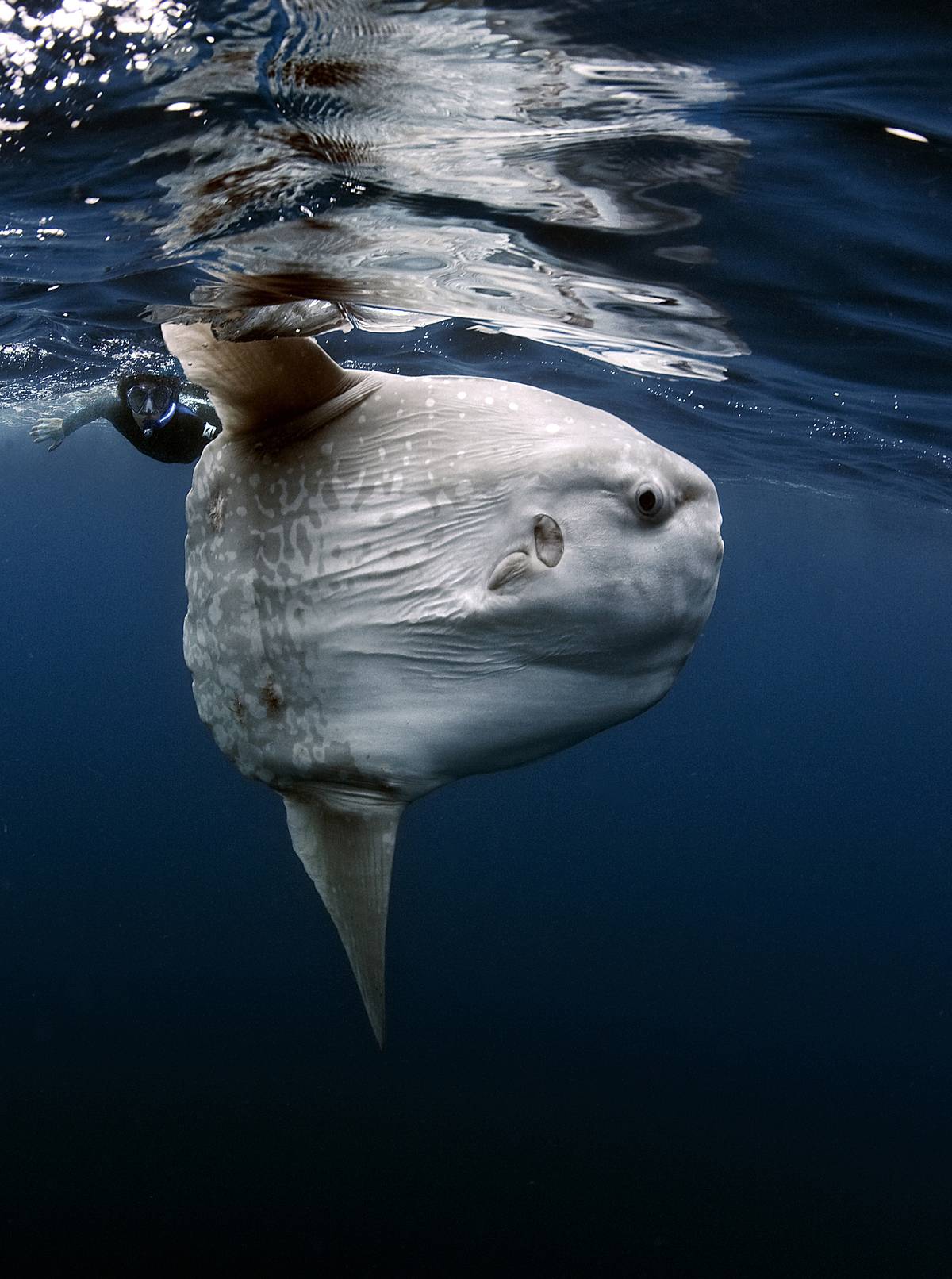 Sunfish Look Like Floating Fish Heads