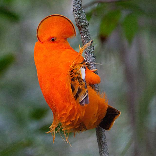 The Guianan Cock-Of-The-Rock Has A Vibrant Mohawk