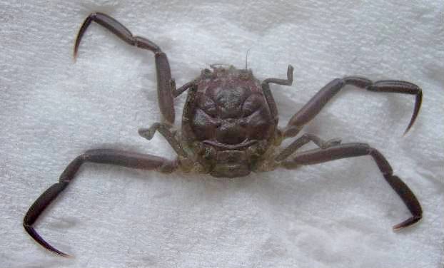 The Heikegani Crab Looks Like It Has A Face On Its Shell