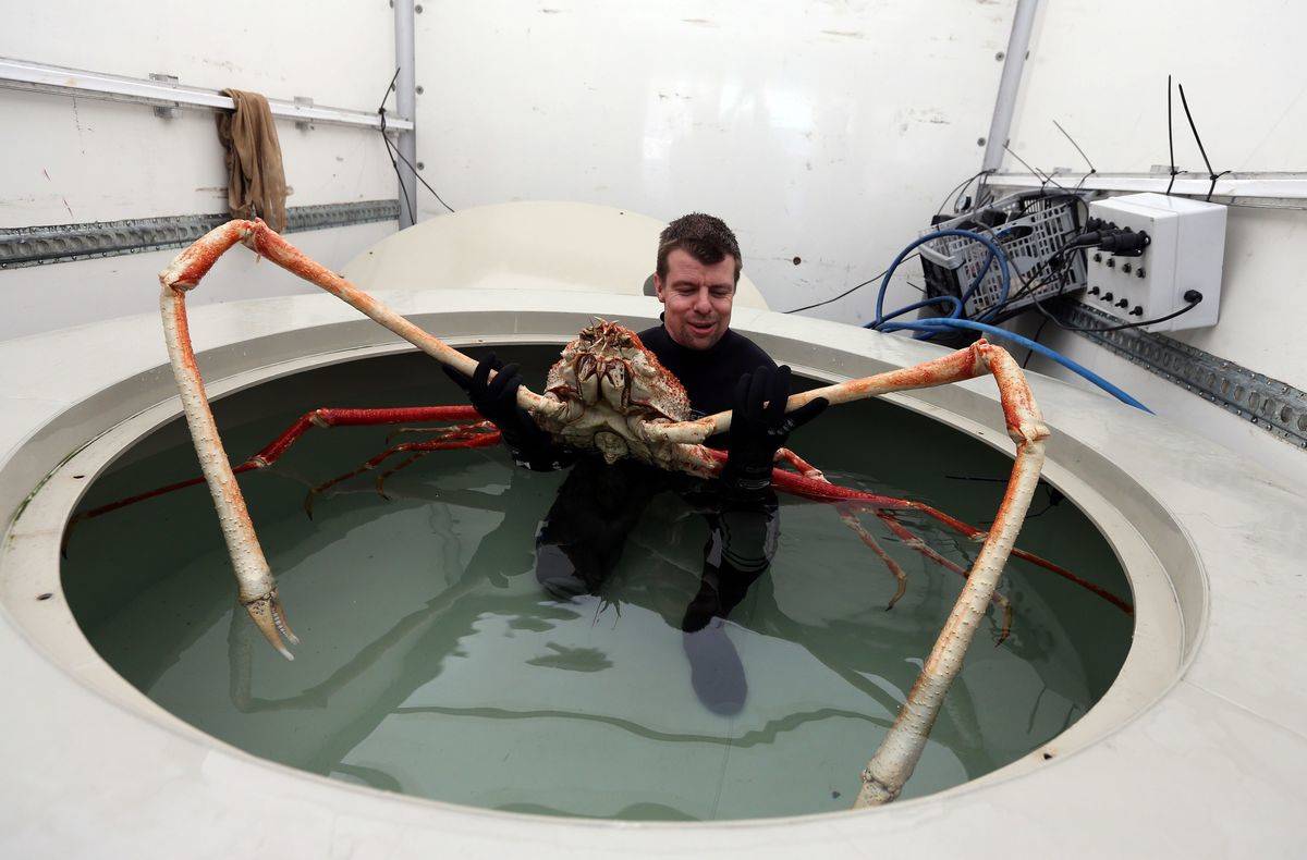 The Japanese Spider Crab Is A Huge No No