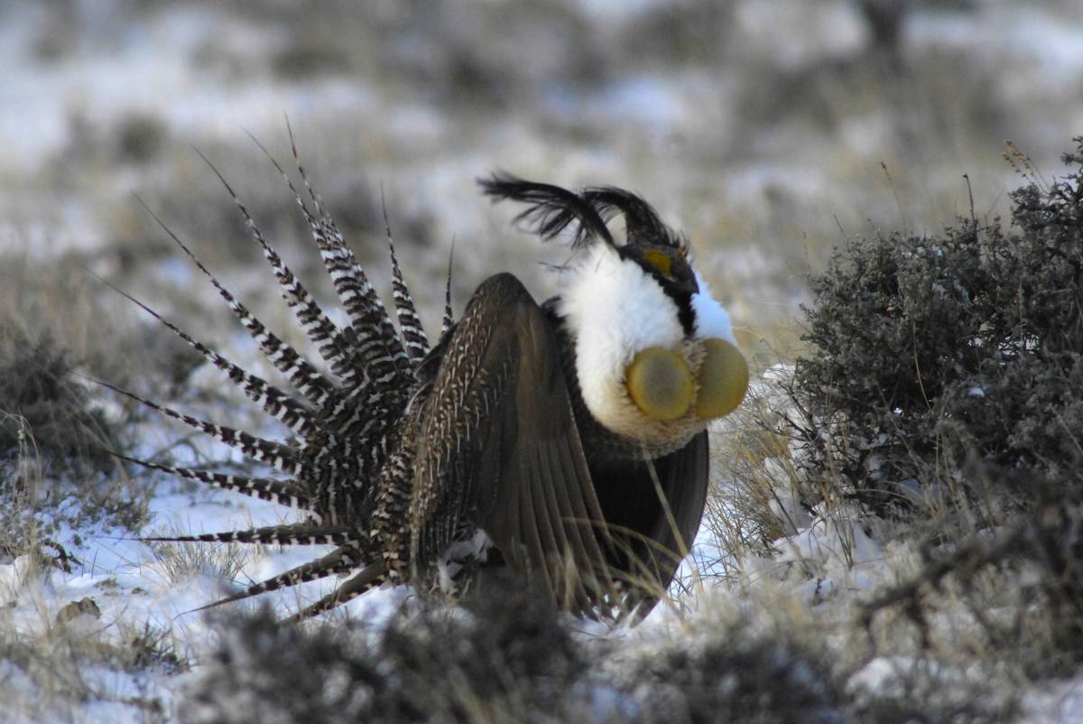 The Sacs On Greater Sage-Grouse Males Are Used For Mating