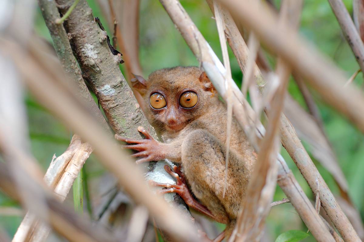 The Tarsier Always Looks Petrified About Life