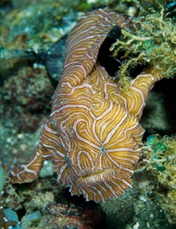 This Psychedelic Frogfish Looks Straight Out Of The 70s