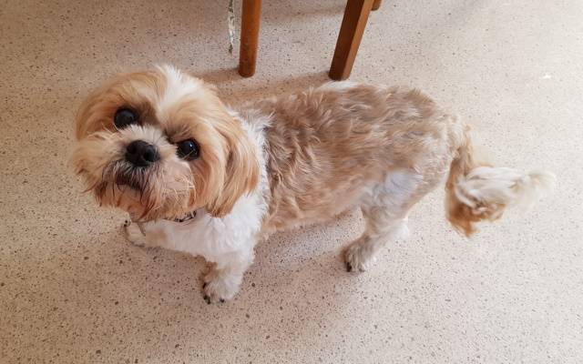 benji the dog looks up to the camera