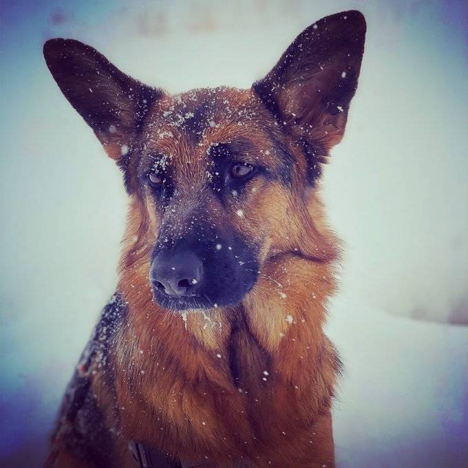 bizzy the dog in the snow
