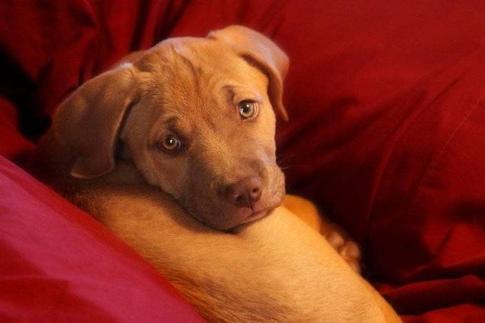 blue steel eyes on puppy