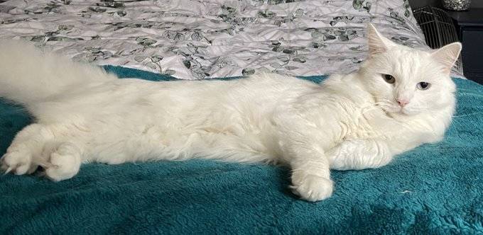 catfish on a blanket