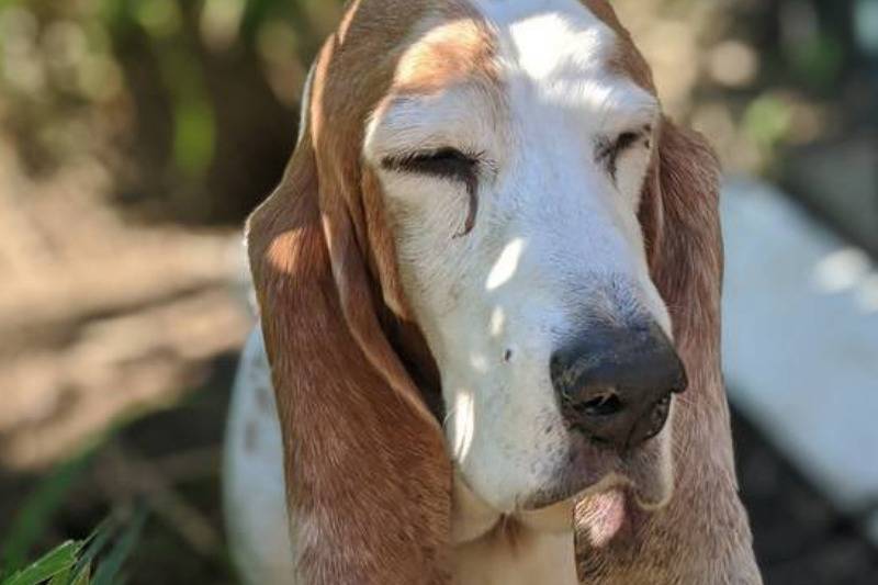cher with her long dog ears