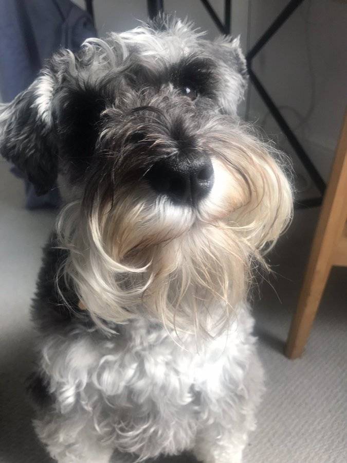 colin the dog looking up