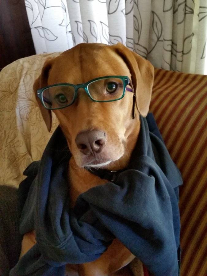 cooper the dog with glasses