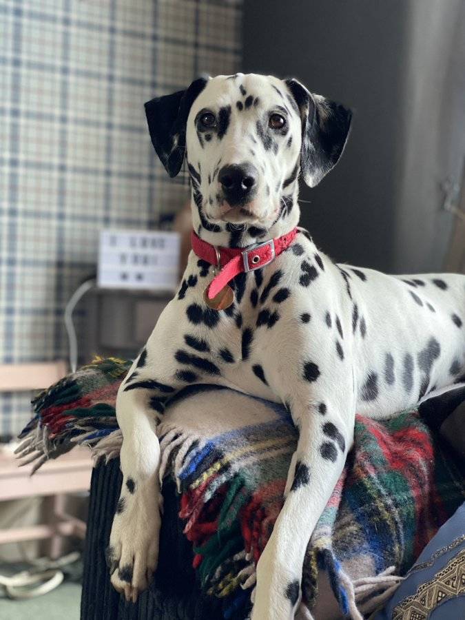 dalmation looking handsome