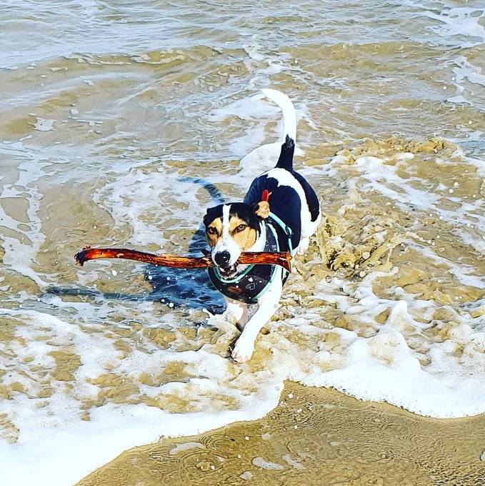 dave the dog with a stick