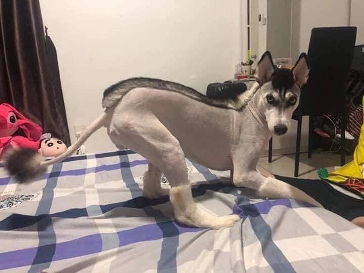 interesting dog hair cut