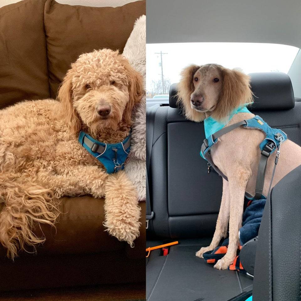 doodle gets a haircut