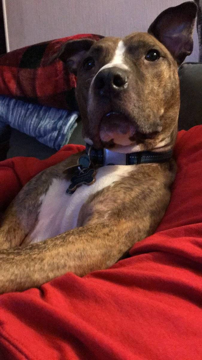 glass and whiskey puppy