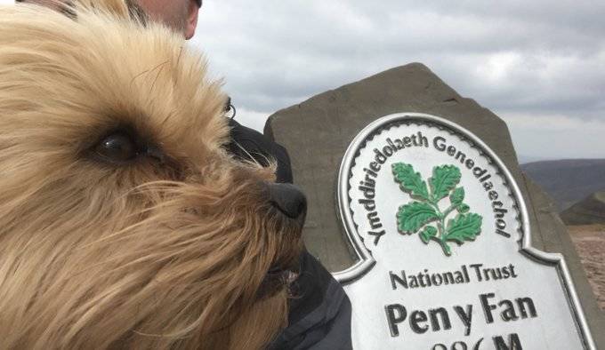 max the dog pen y fan