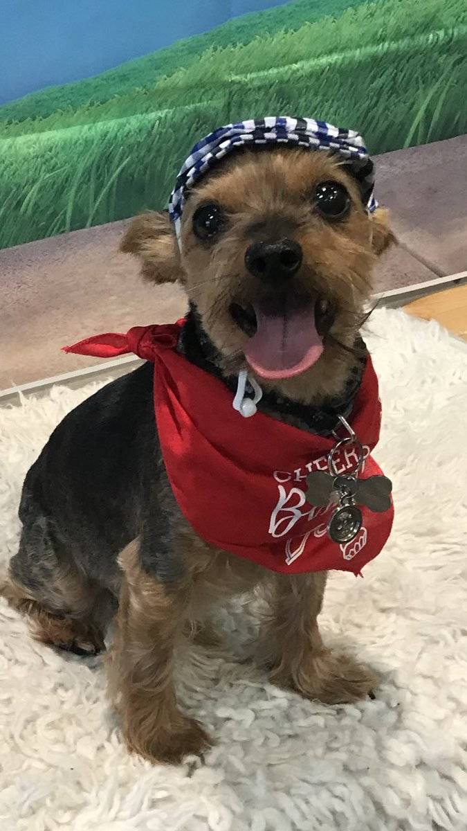 reed the dog with his tongue out