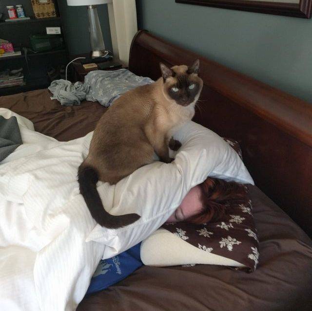 cat sitting on sleeping woman's face