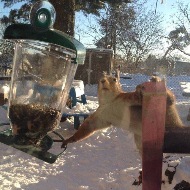 squirrel reaching awkwardly toward bird feeder, looking at camera