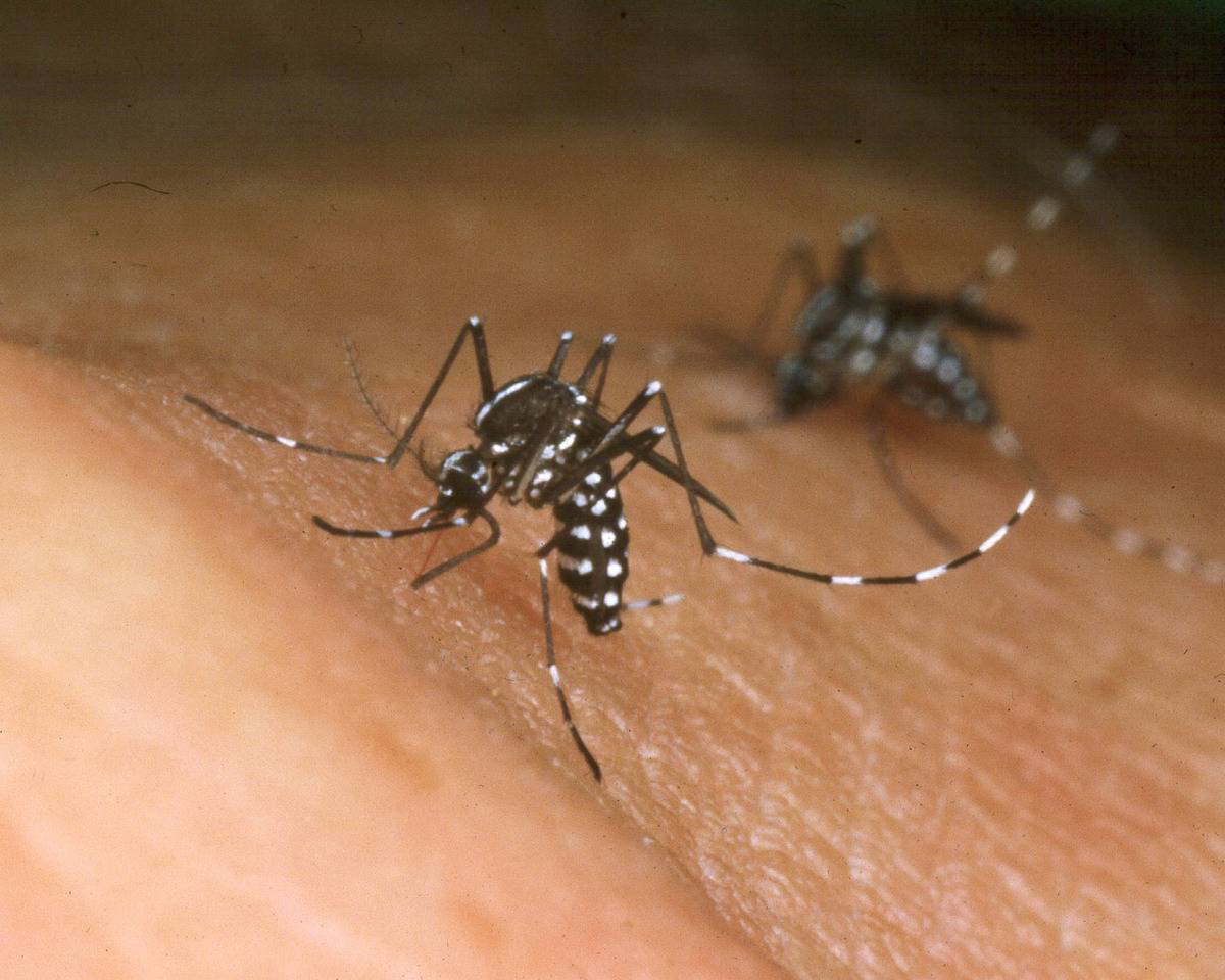 Two Asian tiger mosquitoes feed on a human.