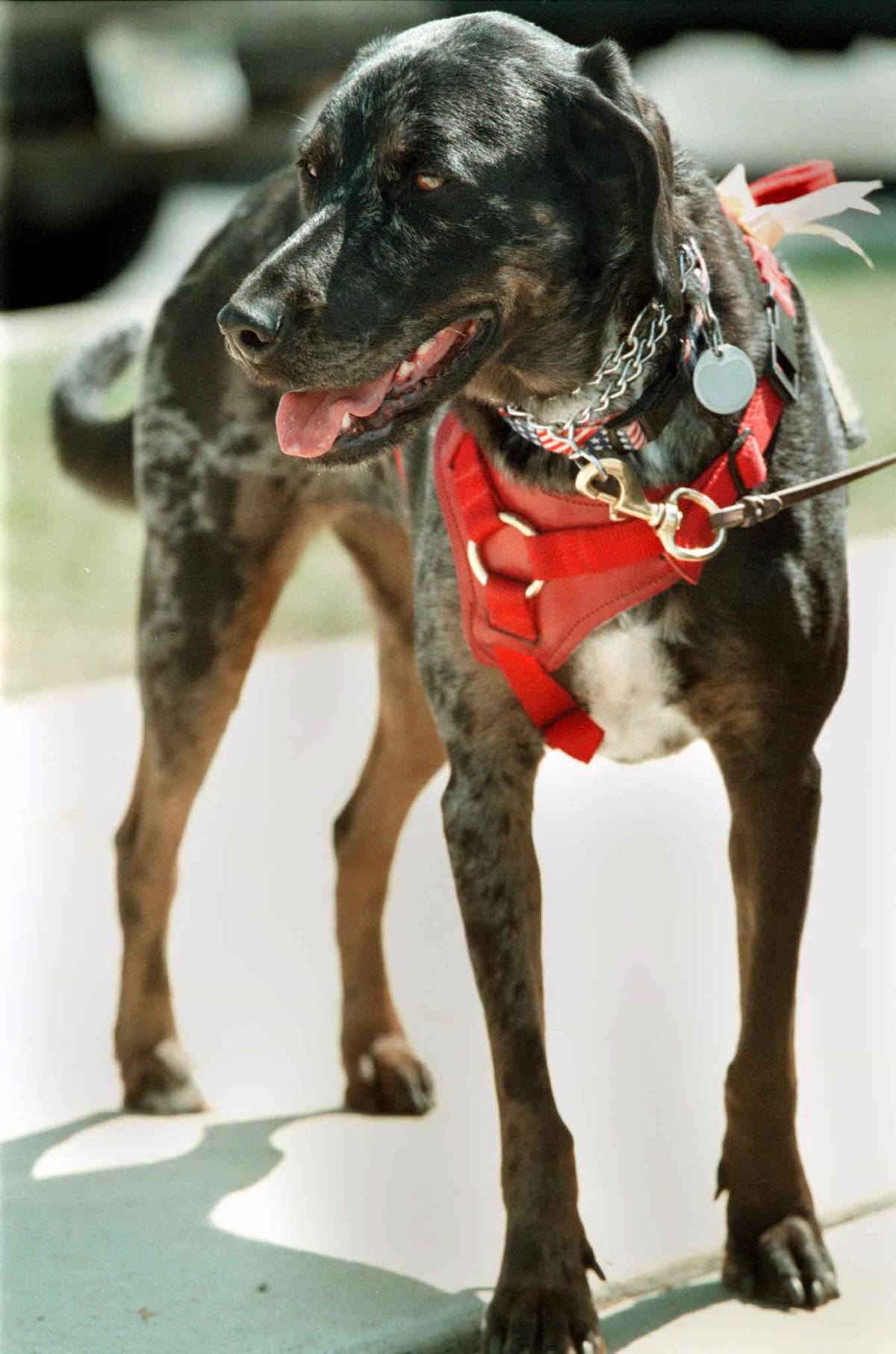 Catahoula Leopard Dog