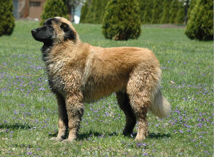 Eestrela mountain dog