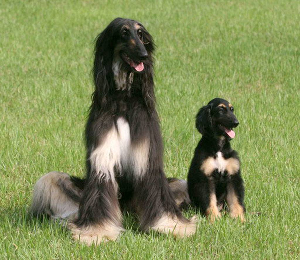 afghan hound puppy and his dad